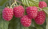 Fresh ripe red raspberries growing on branch with green leaves in garden, macro shot showing detailed texture of juicy berries for food photography.