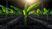 Young green corn seedling growing in agricultural field at sunrise. Rows of sprouting maize plants in fertile soil with morning sunlight creating natural lens flare effect.