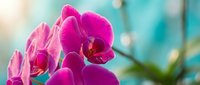 Vibrant pink orchid flowers blooming in soft natural light with blurred turquoise background, tropical houseplant for home decor and wellness concepts.