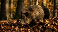 Wild boar foraging through autumn leaves in forest habitat during golden hour light creating natural wildlife scene for outdoor adventure content.