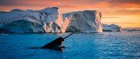 Whale breaching near massive icebergs during golden hour Arctic sunset, showcasing marine wildlife and glacial landscape for travel and nature content.