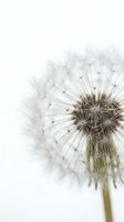 Mature dandelion seedhead with delicate white parachute seeds dispersing against clean white background, isolated and ready for design projects, botanical illustrations, and nature-themed compositions.