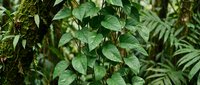 Lush tropical vine with heart-shaped green leaves climbing a moss-covered tree trunk in a dense rainforest, evoking nature and growth.