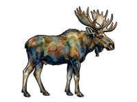 Watercolor moose with large antlers standing in profile, isolated on white background, suitable for wildlife design, educational materials, and print applications.