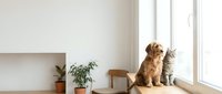 Golden retriever dog and tabby cat sitting together by sunny window in modern minimalist home interior with plants and natural light streaming in.