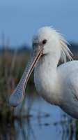 White spoonbill bird with distinctive flat bill standing in wetland marsh habitat against blue sky background for wildlife and nature photography.