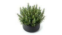 Fresh rosemary herb plant in black pot isolated on white background for culinary cooking and kitchen garden design projects.