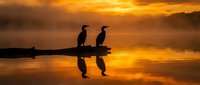 Two cormorants perched on a log at sunrise, silhouetted against golden water and dramatic sky. Wildlife and nature photography for editorial and design use.