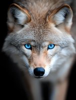 Close-up portrait of red fox with striking blue eyes against dark background, showing detailed fur texture and intense predator gaze.
