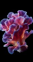 Vibrant pink and purple coral formation against black background, showcasing delicate fan-like structures with intricate textural details for nature and marine design projects.