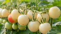 White cherry tomatoes growing on vine branch with green leaves in sunlight, showing different ripening stages from green to pale yellow and pink. Organic garden produce.