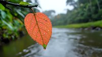 Single orange autumn leaf with water drops hanging over blurred river background creates serene natural composition. Perfect for seasonal designs and nature concepts.