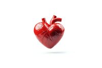 Anatomically accurate red heart organ floating on white background with soft shadow, isolated medical illustration for healthcare and education.