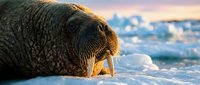 Massive walrus with prominent tusks resting on Arctic ice floe during golden hour sunset, showcasing marine mammal wildlife in polar environment.