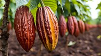 Fresh ripe cacao pods hanging on tree branch in tropical plantation, showing natural organic chocolate production process with detailed texture.
