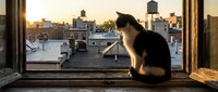 Black and white cat sitting on windowsill overlooking urban rooftop cityscape at golden hour sunset, contemplative pet gazing at city view.