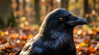 Black raven portrait with autumn forest background and warm golden light creating atmospheric wildlife photography for nature and bird themed projects.