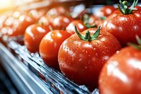 Fresh ripe red tomatoes with water droplets on grocery store shelf, organic vegetables for healthy cooking and nutrition.