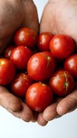 Fresh ripe cherry tomatoes cupped in hands with water droplets, organic harvest concept for healthy eating and farm-to-table cooking applications.