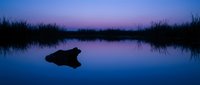 Silhouetted alligator floating in calm wetland water at twilight with marsh grasses reflected in still surface, suitable for nature and wildlife backgrounds.