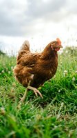 Brown hen standing in green grass field on organic farm with cloudy sky background for sustainable agriculture and poultry farming concepts.