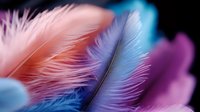 Delicate feathers in soft pink, blue and purple hues create dreamy macro composition against dark background, showcasing gentle texture and ethereal nature.