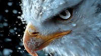 Majestic snowy owl close-up portrait with snowflakes falling, showcasing detailed feathers and piercing amber eyes in winter wildlife scene.
