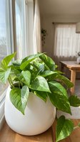 Lush green pothos houseplant in white ceramic pot by sunny window creating peaceful indoor garden atmosphere for home decor and wellness lifestyle.