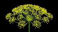 Dill flower with yellow blooms isolated on transparent background, ready for stickers, t-shirt design, print on demand, clipart, and sublimation use.