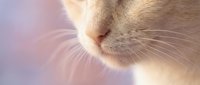 Close-up of orange tabby cat nose and whiskers with soft pink background. Feline pet portrait showing detailed facial features and texture.