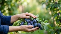 Farmer hands harvesting fresh ripe blueberries from bush in orchard garden. Agricultural produce picking for food industry, farming, and organic cultivation concepts.