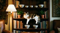 Ginger and white cat lounging on wooden bookshelf among books, potted plants, decorative bowls, and table lamp in cozy home library setting.
