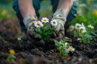 Gardener's soil-covered hands holding fresh white daisy flowers with green stems, ready for planting in spring garden. Perfect for gardening blogs and environmental content.