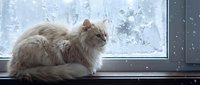 Fluffy gray and white long-haired cat sitting on windowsill looking outside at snowy winter weather, domestic pet gazing through frosted glass window.