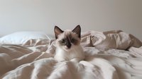 Ragdoll cat with blue eyes lying on white bedding, looking directly at camera. Cozy home atmosphere with soft natural lighting and neutral tones creates peaceful mood.