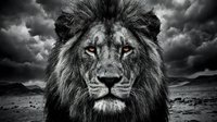 Majestic male lion portrait with intense golden eyes against dramatic stormy sky background in black and white monochrome style for wildlife photography.