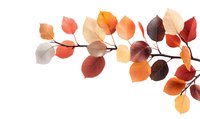 Colorful autumn leaves branch with red, orange and brown foliage isolated on white background. Natural fall season botanical arrangement creates corner design element.