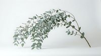 Eucalyptus branch with silvery-green foliage isolated on white background, ready for design projects, botanical illustrations, and decorative applications.