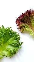 Fresh green and red leaf lettuce varieties isolated on white background, ready for culinary, nutrition, and healthy eating design projects.