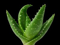 Aloe vera plant with thick green leaves and spiky edges, isolated on transparent background, ready for stickers, t-shirt design, print on demand, and sublimation use.