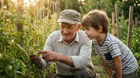 Elderly grandfather teaching young grandson gardening skills among tomato plants in sunny vegetable garden during golden hour sunset.