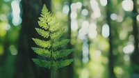 Fresh green fern leaf against blurred forest bokeh background, soft natural lighting highlights delicate frond structure and symmetrical patterns.