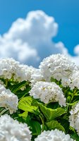 White hydrangea flowers against bright blue summer sky with fluffy clouds. Fresh green leaves and blooming flower heads create natural garden composition.