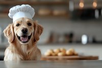 Smiling Golden Retriever dog wearing white chef hat in kitchen with fresh baked goods blurred in background, capturing playful cooking moment at home.
