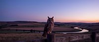 Majestic owl perched on wooden fence post overlooking rural countryside landscape at twilight with purple and orange sunset sky creating peaceful nature scene.