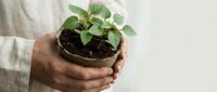 Hands of an elderly Caucasian man holding a peat pot with a young green seedling, symbolizing growth, care, and sustainable gardening.