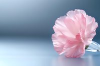 Delicate pink carnation flower with ruffled petals against soft blue background, creating gentle romantic mood. Macro photography with shallow depth of field.