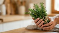 Person with medium skin tone holding fresh rosemary herb plant in hands indoors, suitable for cooking, gardening, wellness and lifestyle content.