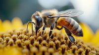 Macro shot of honey bee collecting pollen from sunflower center, showing detailed wing structure, compound eyes, and fuzzy body against blurred background.