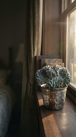 Succulent plant in ornate metal pot positioned on wooden windowsill with natural sunlight streaming through window, creating warm shadows and atmospheric indoor botanical scene.